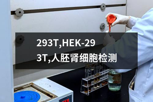 293T,HEK-293T,人胚肾细胞检测