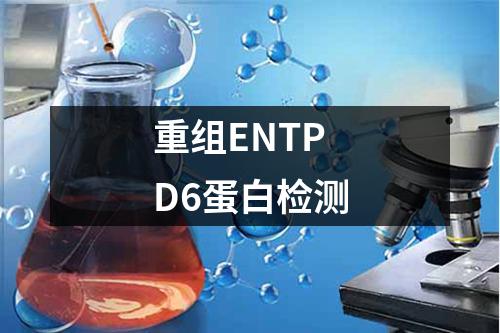 重组ENTPD6蛋白检测