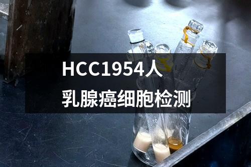 HCC1954人乳腺癌细胞检测