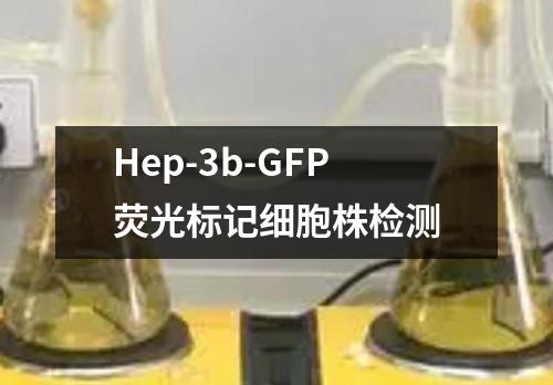 Hep-3b-GFP荧光标记细胞株检测