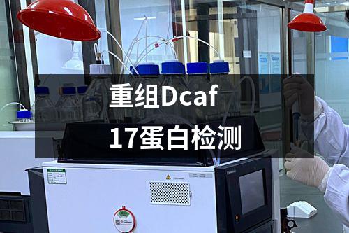 重组Dcaf17蛋白检测