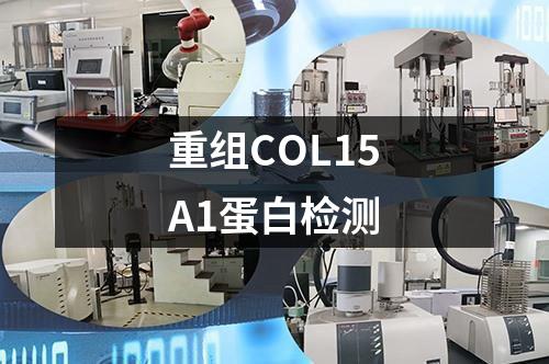 重组COL15A1蛋白检测