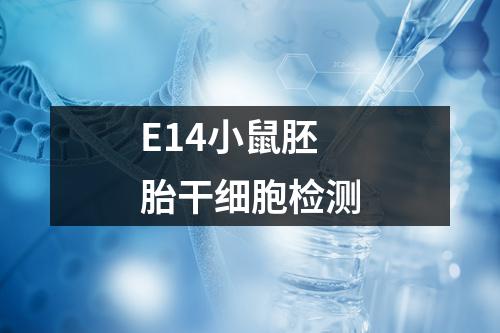 E14小鼠胚胎干细胞检测