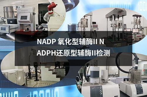 NADP 氧化型辅酶II NADPH还原型辅酶II检测