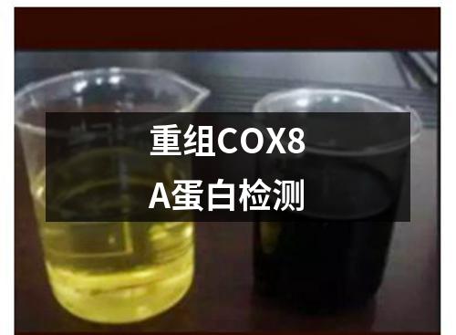 重组COX8A蛋白检测