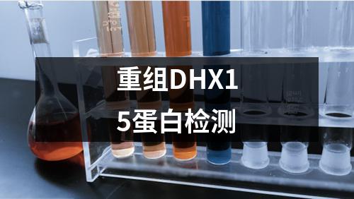 重组DHX15蛋白检测