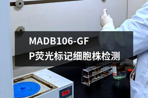 MADB106-GFP荧光标记细胞株检测