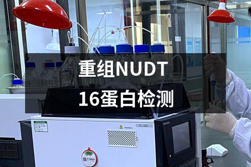 重组NUDT16蛋白检测