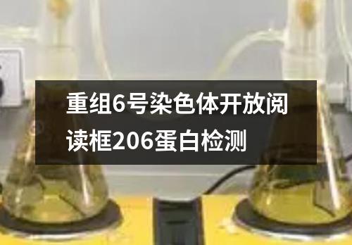 重组6号染色体开放阅读框206蛋白检测