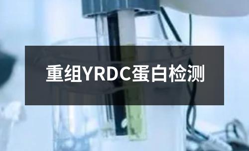 重组YRDC蛋白检测