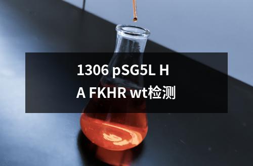 1306 pSG5L HA FKHR wt检测