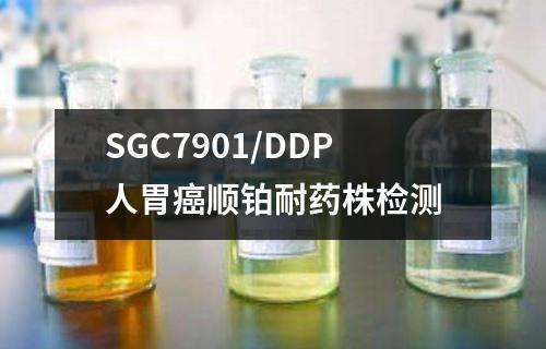 SGC7901/DDP人胃癌顺铂耐药株检测