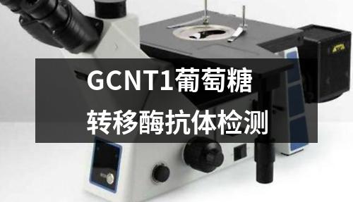 GCNT1葡萄糖转移酶抗体检测