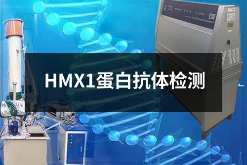 HMX1蛋白抗体检测