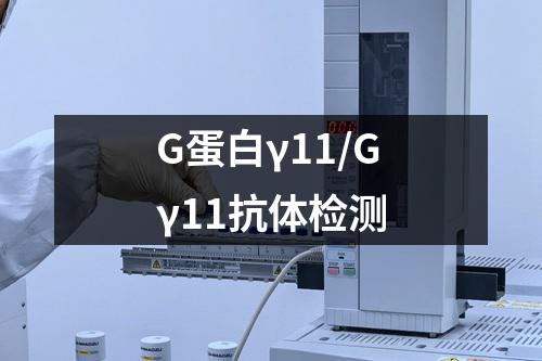 G蛋白γ11/Gγ11抗体检测