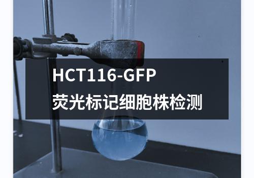 HCT116-GFP荧光标记细胞株检测