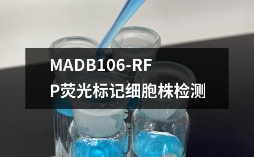 MADB106-RFP荧光标记细胞株检测