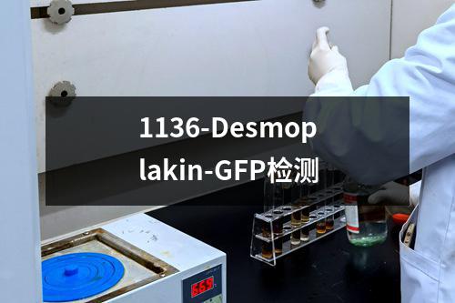 1136-Desmoplakin-GFP检测