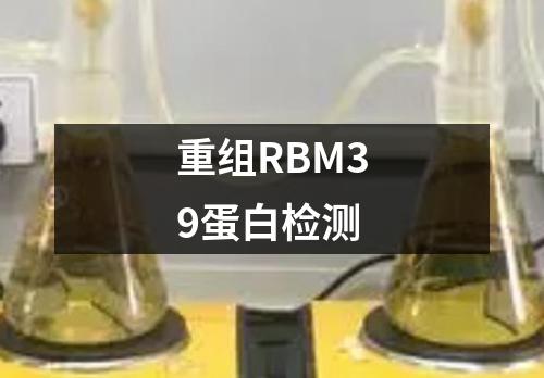 重组RBM39蛋白检测