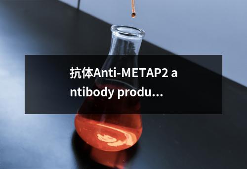 抗体Anti-METAP2 antibody produced in rabbit检测