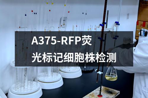 A375-RFP荧光标记细胞株检测