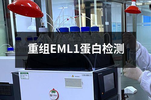 重组EML1蛋白检测