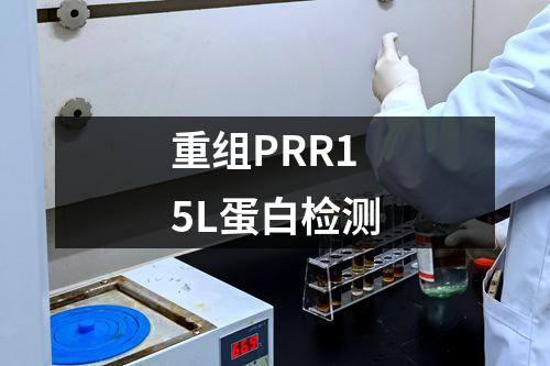 重组PRR15L蛋白检测