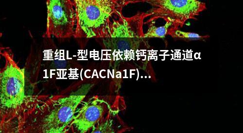 重组L-型电压依赖钙离子通道α1F亚基(CACNa1F)蛋白检测