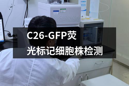 C26-GFP荧光标记细胞株检测