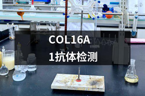 COL16A1抗体检测