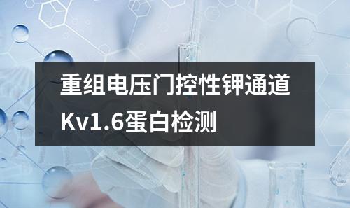 重组电压门控性钾通道Kv1.6蛋白检测