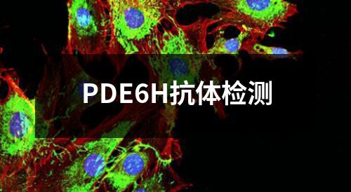 PDE6H抗体检测