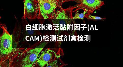 白细胞激活黏附因子(ALCAM)检测试剂盒检测