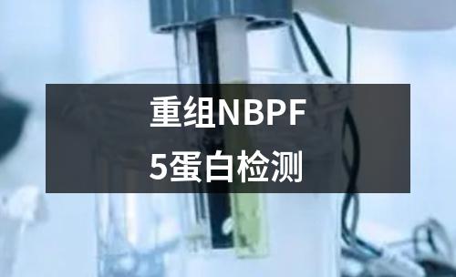 重组NBPF5蛋白检测