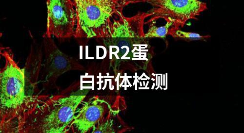 ILDR2蛋白抗体检测