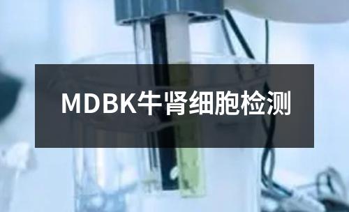 MDBK牛肾细胞检测