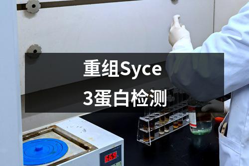 重组Syce3蛋白检测