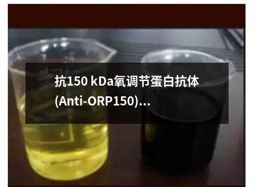 抗150 kDa氧调节蛋白抗体(Anti-ORP150)检测试剂盒检测