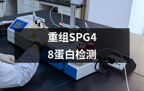 重组SPG48蛋白检测