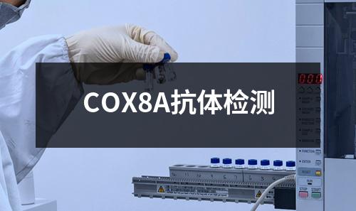 COX8A抗体检测