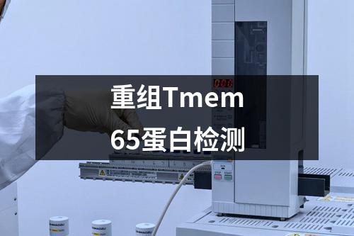 重组Tmem65蛋白检测