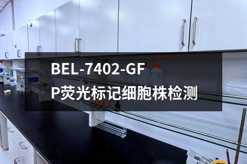 BEL-7402-GFP荧光标记细胞株检测