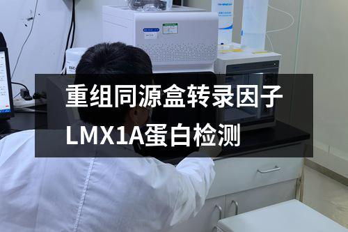 重组同源盒转录因子LMX1A蛋白检测