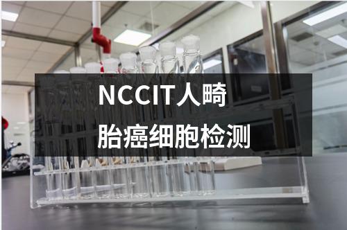 NCCIT人畸胎癌细胞检测