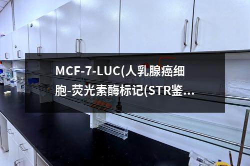 MCF-7-LUC(人乳腺癌细胞-荧光素酶标记(STR鉴定正确))检测