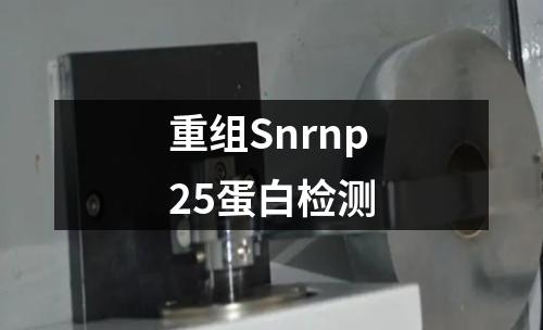 重组Snrnp25蛋白检测