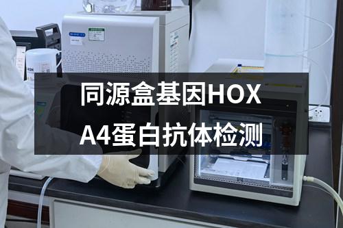 同源盒基因HOXA4蛋白抗体检测