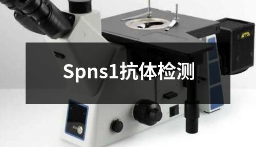 Spns1抗体检测