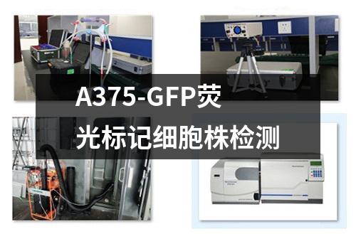 A375-GFP荧光标记细胞株检测