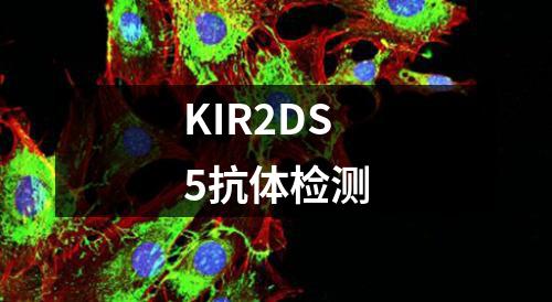 KIR2DS5抗体检测